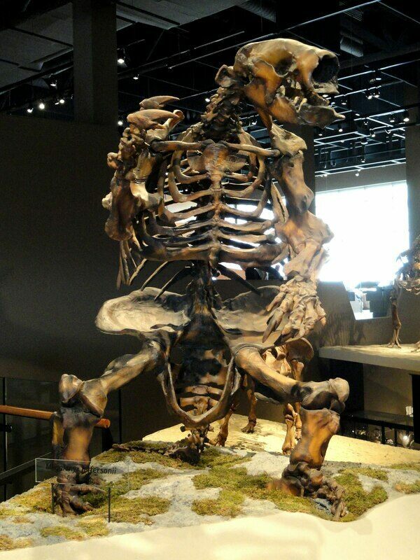 A mounted skeloton of Megalonyx at the Natural History Museum of Utah.  Creative Commons License